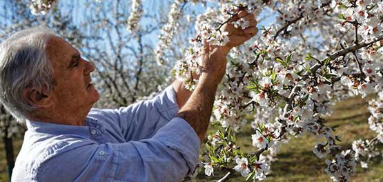 An inspirational producer of Almonds